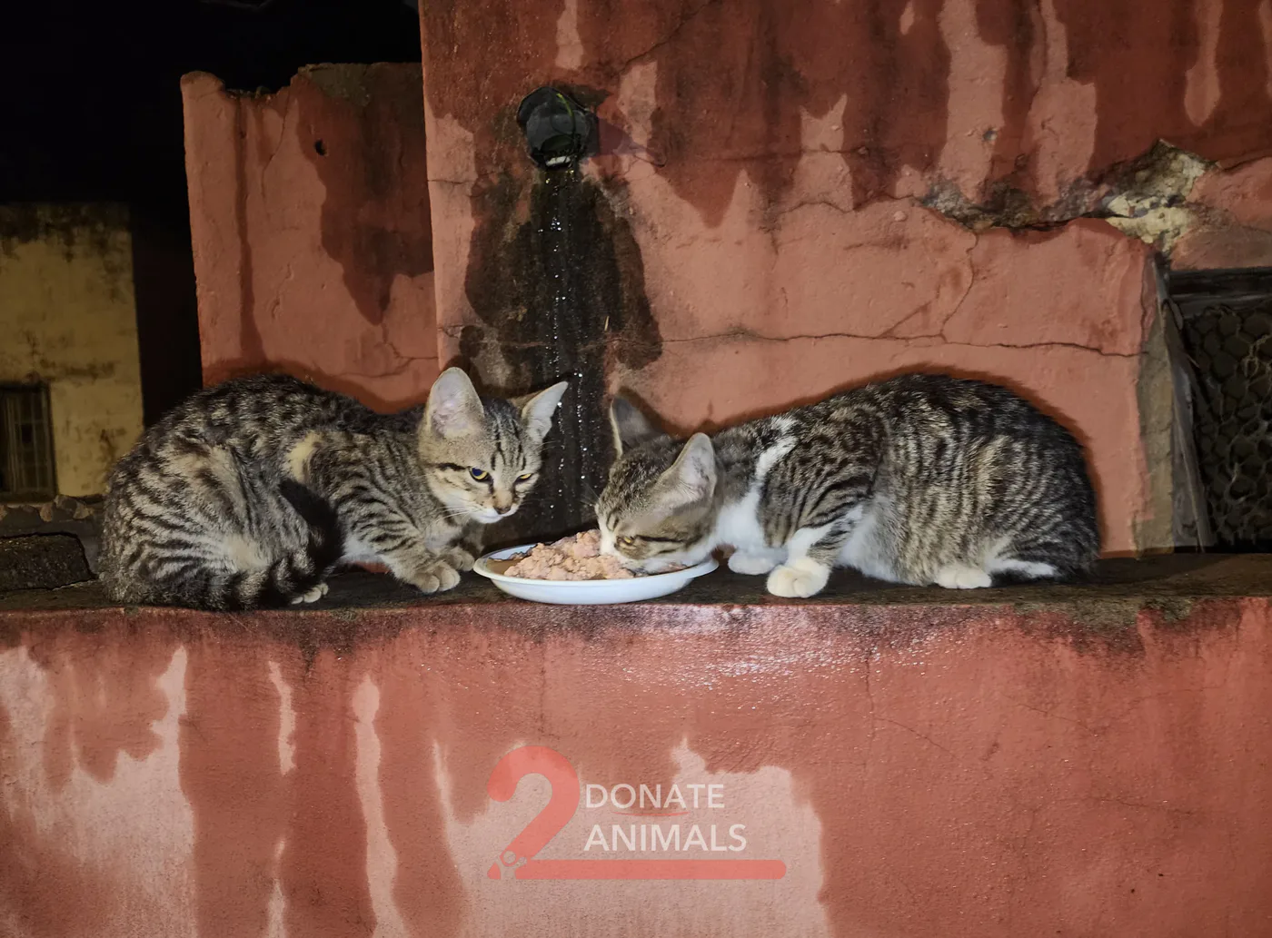 Scan a QR to donate crypto to street animals (rescue)