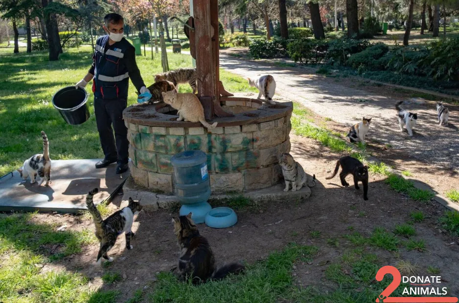Stray cat or dog helped by donations