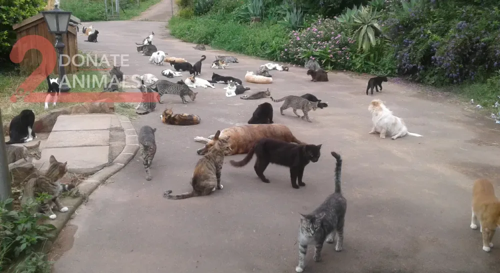 Stray cat or dog helped by donations