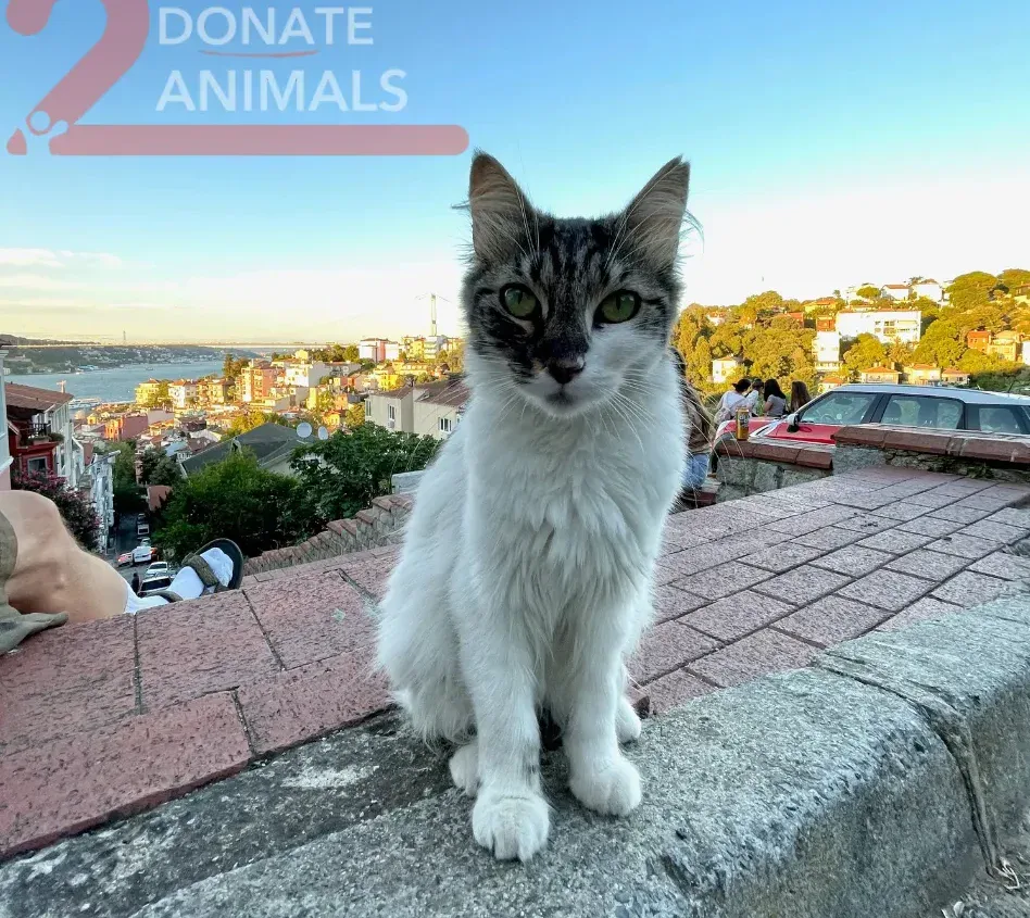 Stray cat or dog helped by donations