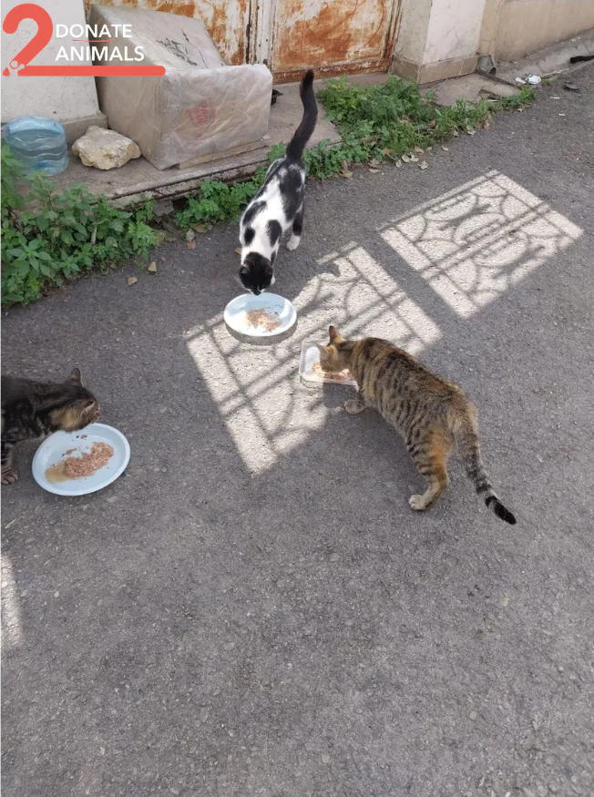 USDC emergency gift for street animals surgery