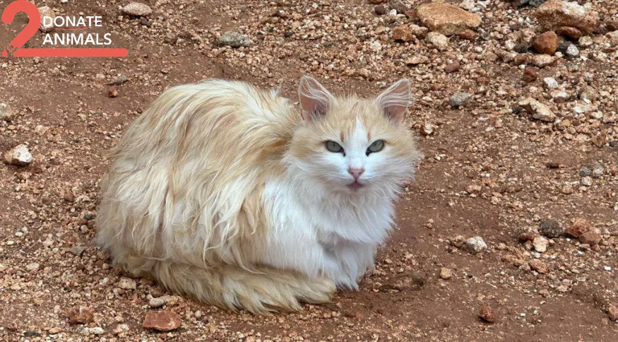 Stray cat or dog helped by donations