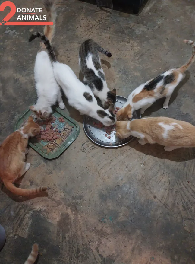 Stray cat or dog helped by donations