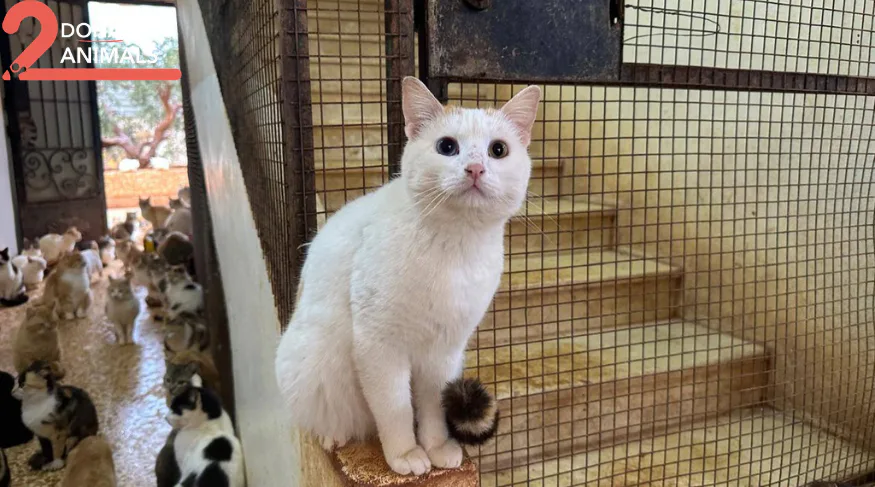 Copy the USDC wallet to help injured cats with spay-neuter