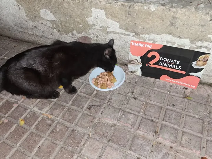 شهري Ethereum donation for street animals spay-neuter