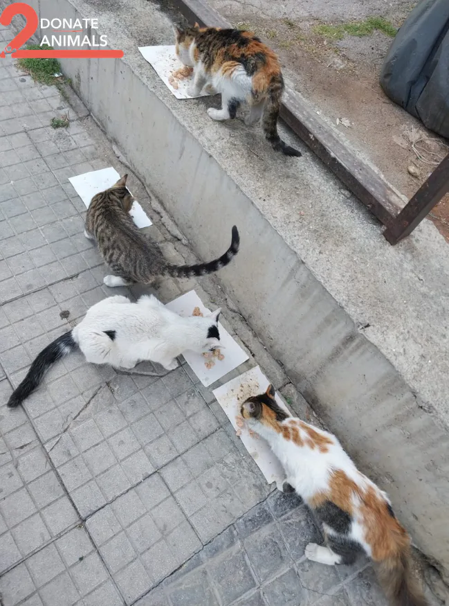 Donate to animals with Trust Wallet — field photo