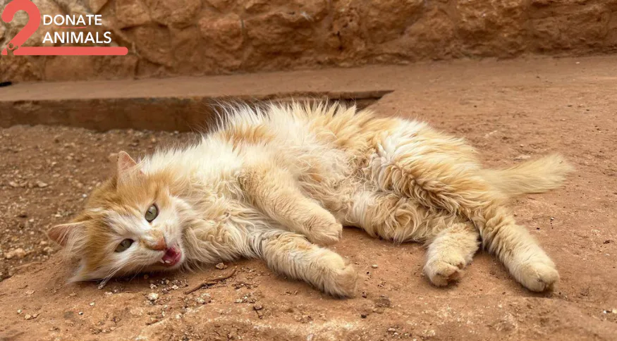 Stray cat or dog helped by donations