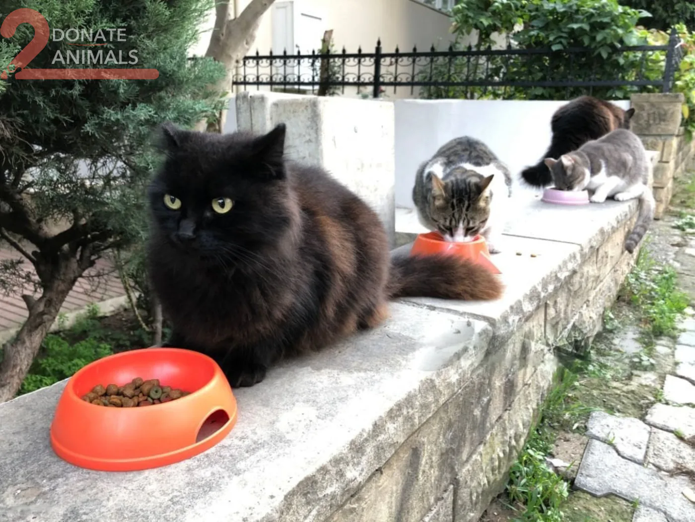 Donate Bitcoin from your phone to street animals rescue