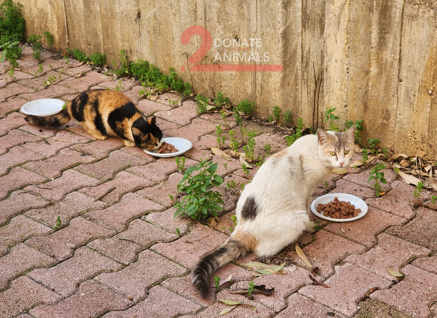 Stray cat or dog helped by donations
