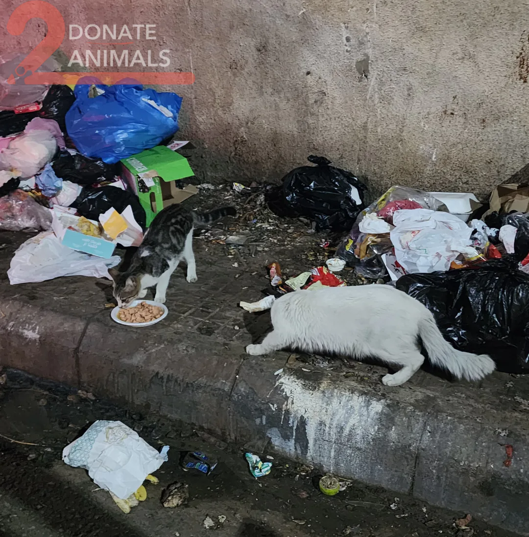 Withdraw TRX from an exchange to stray cats general