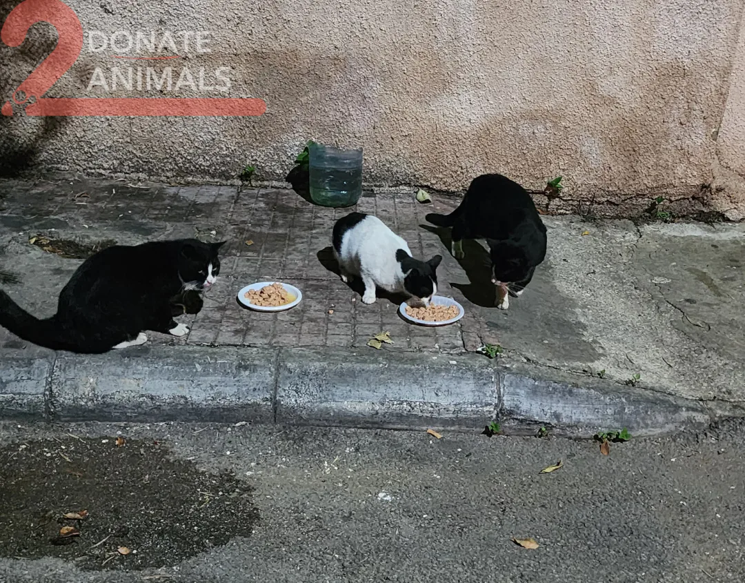 Copy the Ethereum wallet to help street animals with feeding