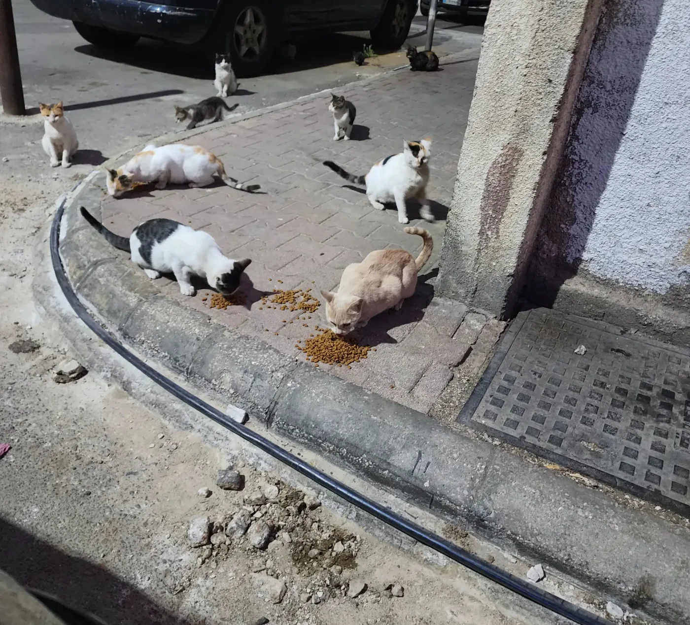 Donate crypto from your phone to injured cats surgery