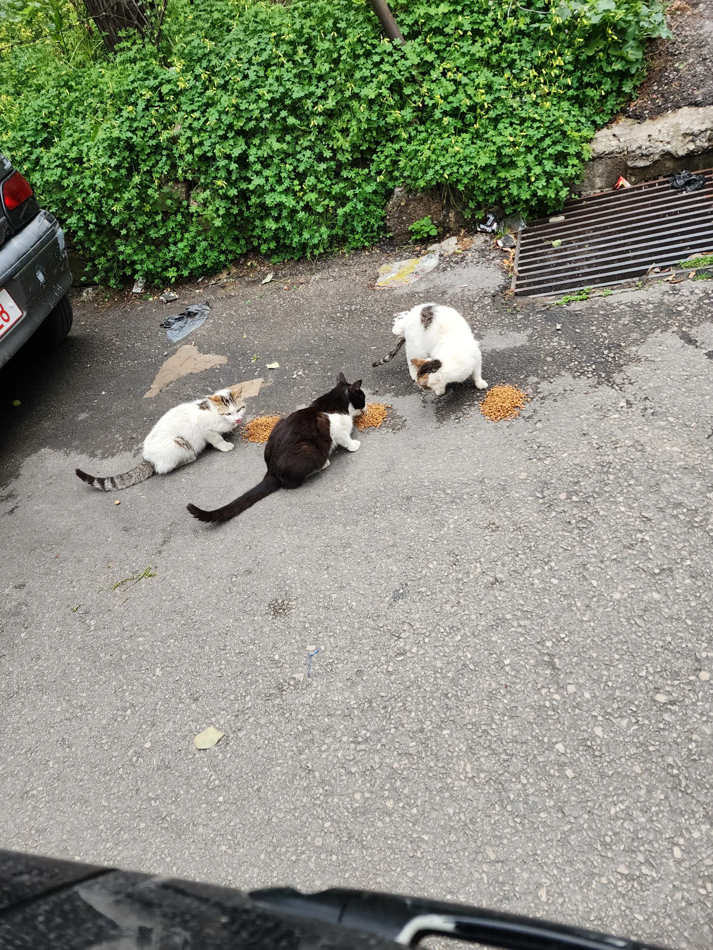 Aylık Bitcoin donation for stray cats feeding
