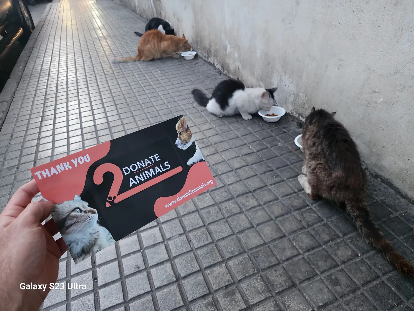 Small Ethereum donation to feeding for injured cats