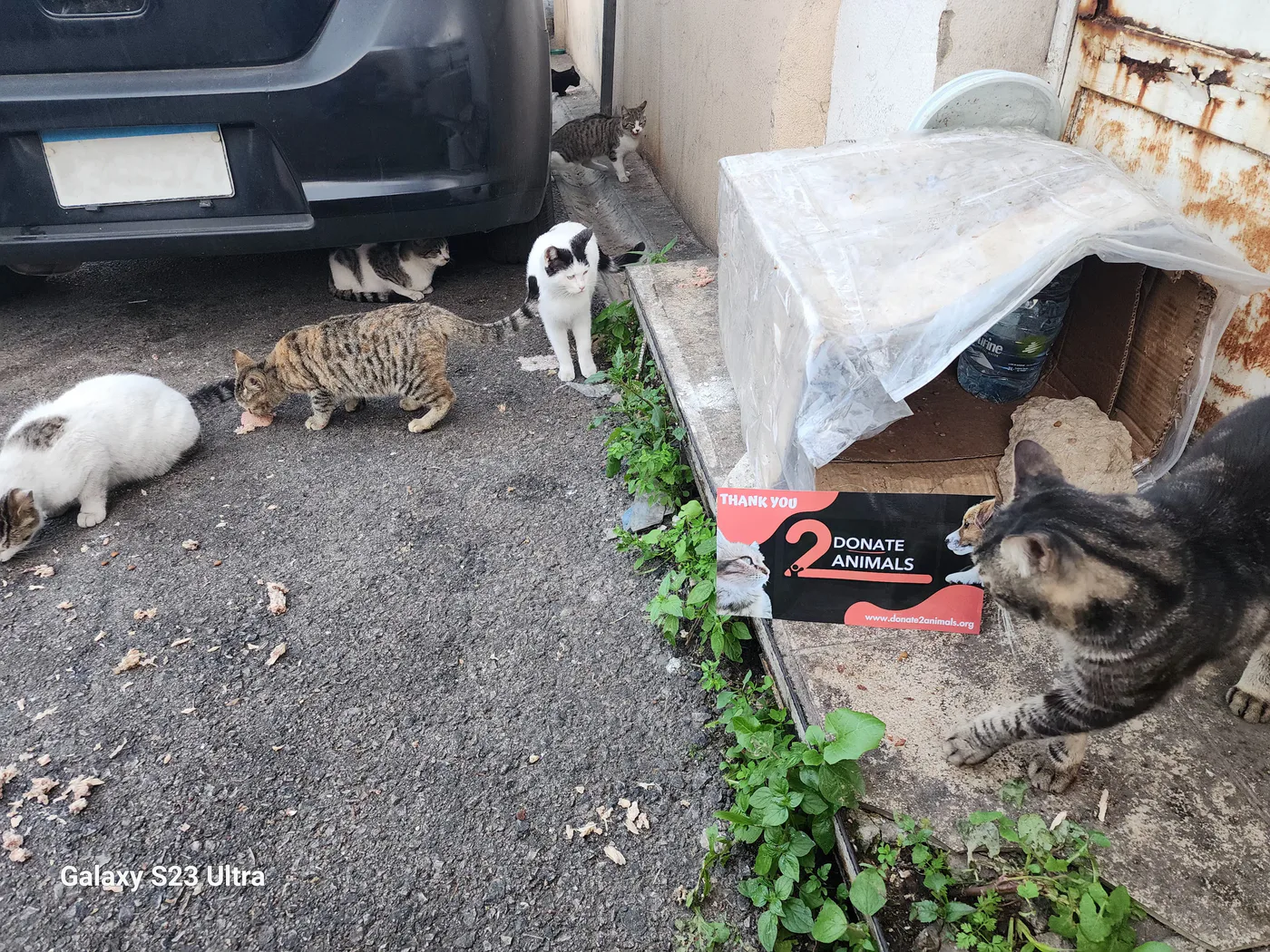 vaccination Fund: How USDC Helps stray cats