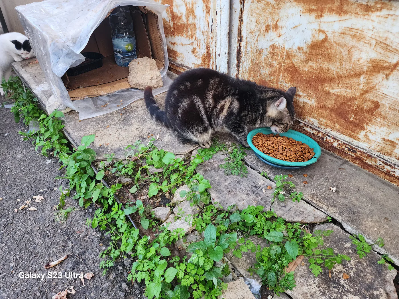 Stray cat or dog helped by donations