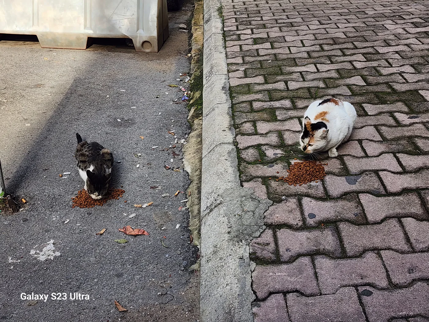 Donate Ethereum to kittens rescue from another country