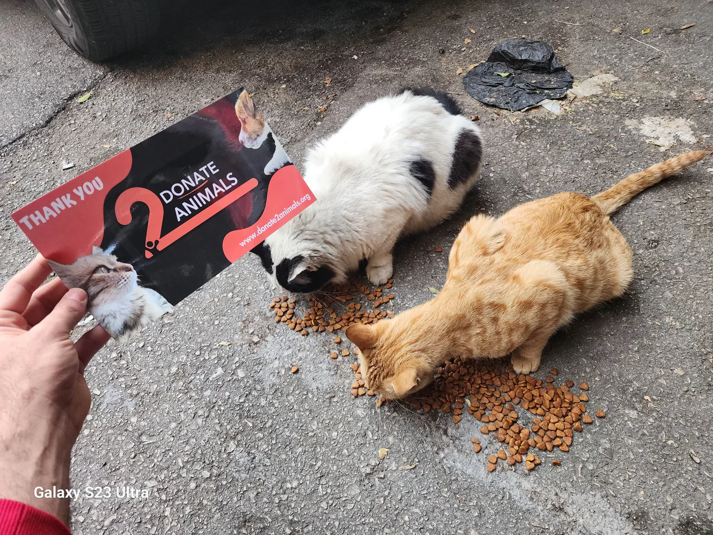Scan a QR to donate TRX to street animals (feeding)
