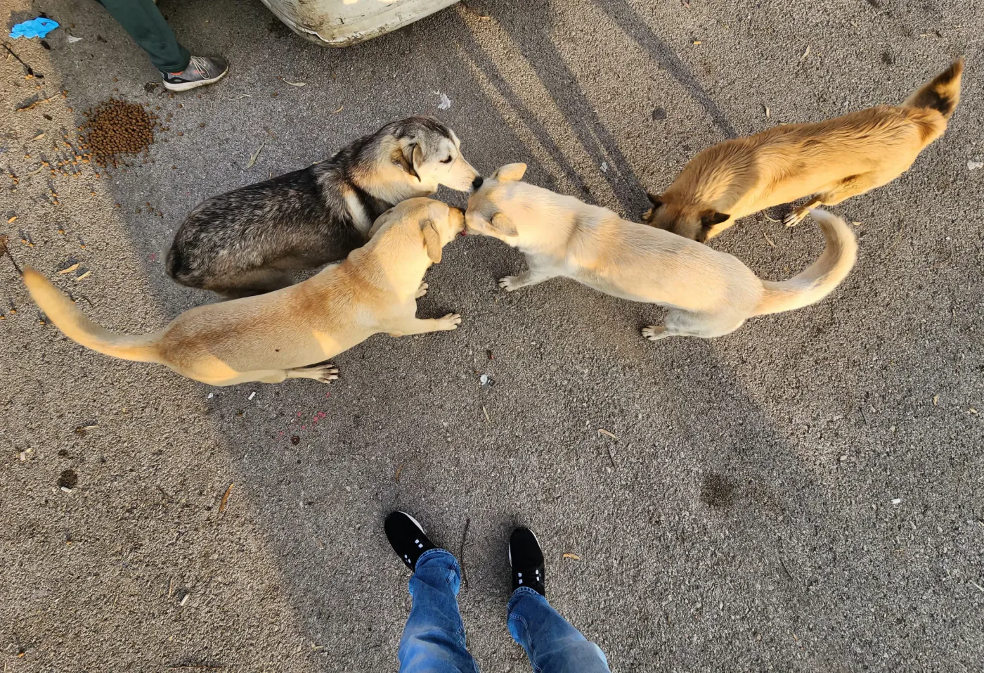 Donate 2Animals — animal sous notre protection