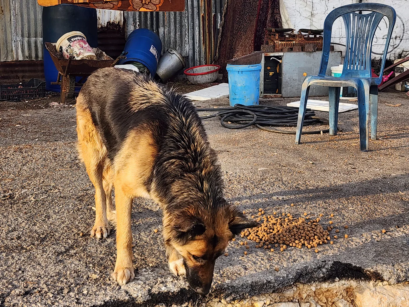 Donate to feed stray dogs — field photo