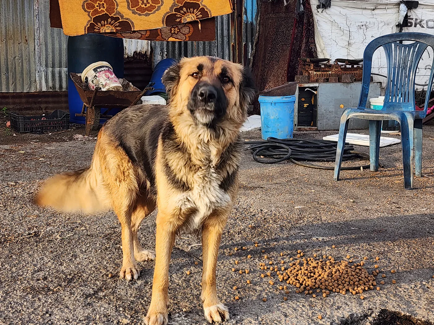 Ethereum emergency gift for injured dogs surgery