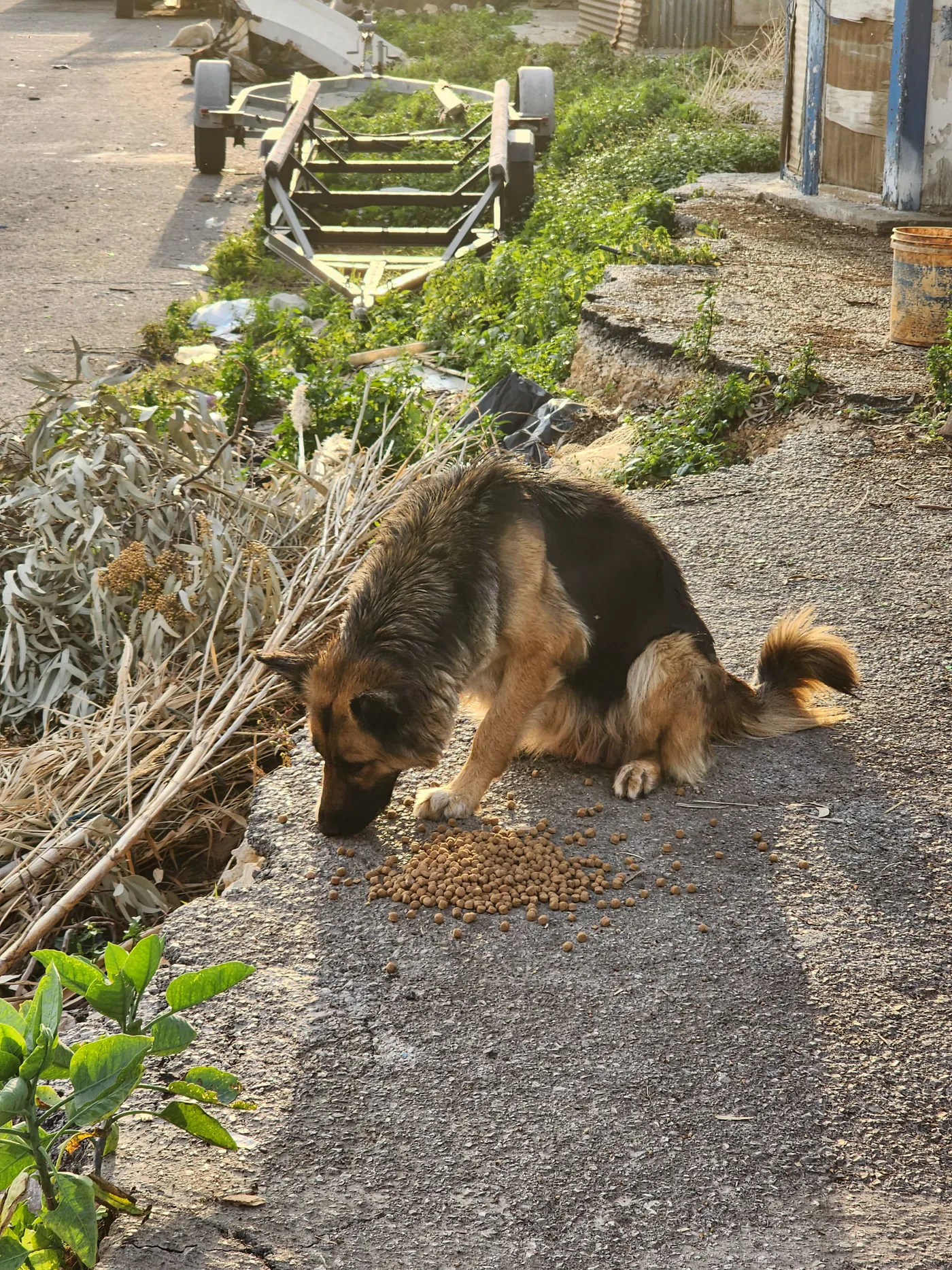 Donate crypto from your phone to stray dogs general