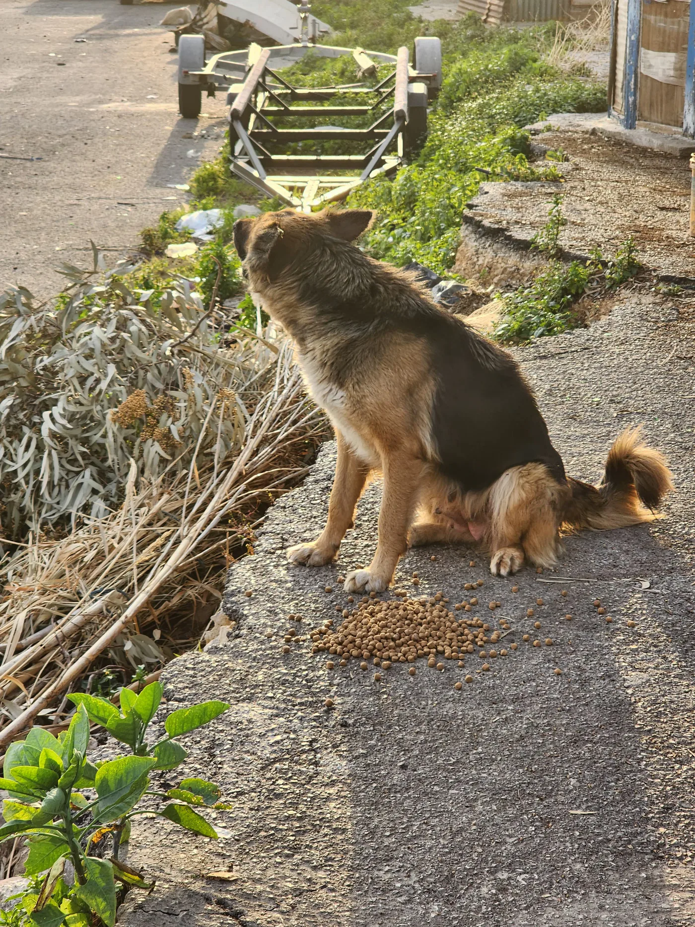 Is it safe to donate crypto to animal rescue?