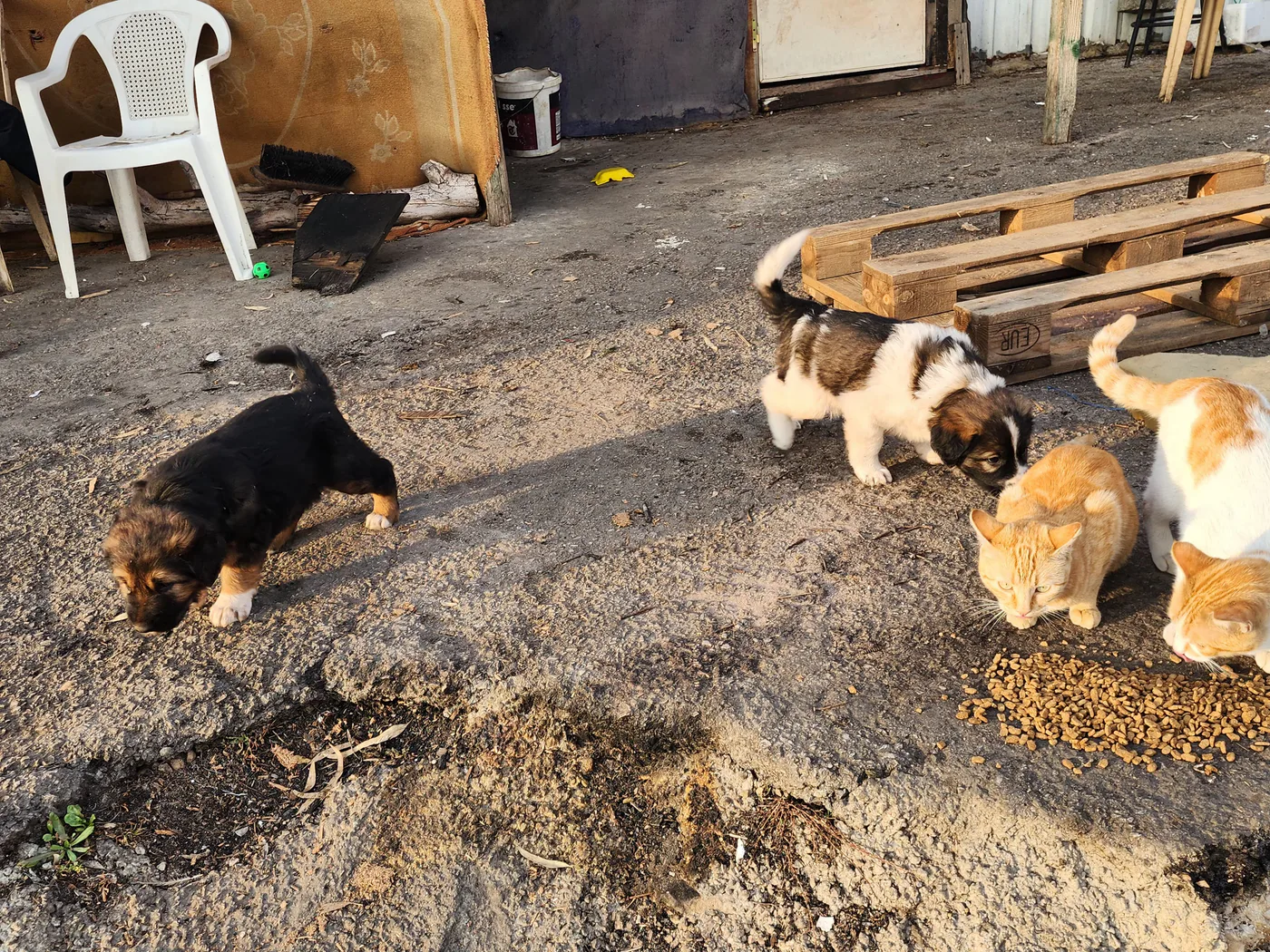 Small Bitcoin donation to spay-neuter for kittens