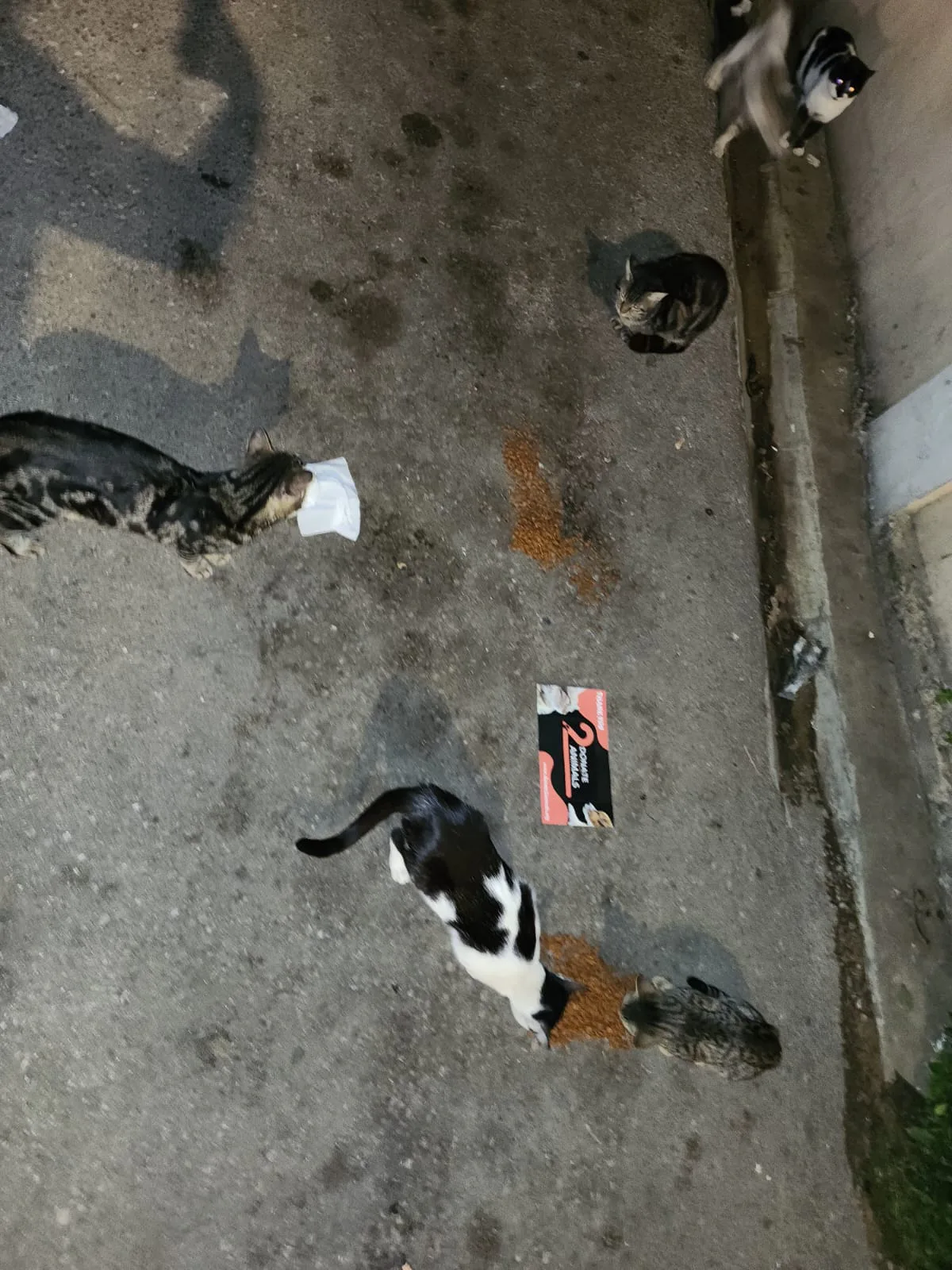 Donate USDC from your phone to street animals surgery