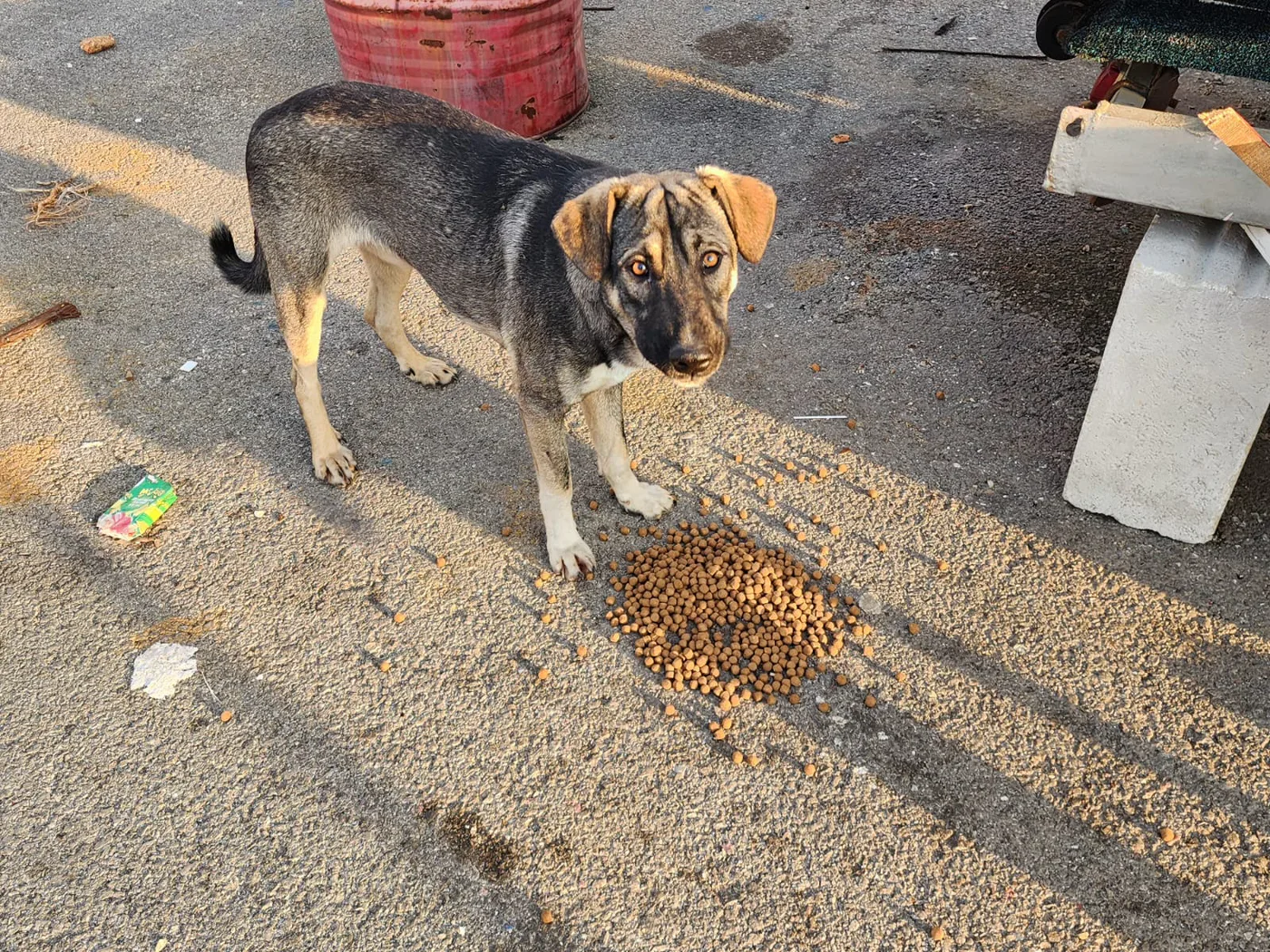 Small USDT donation to spay-neuter for injured dogs