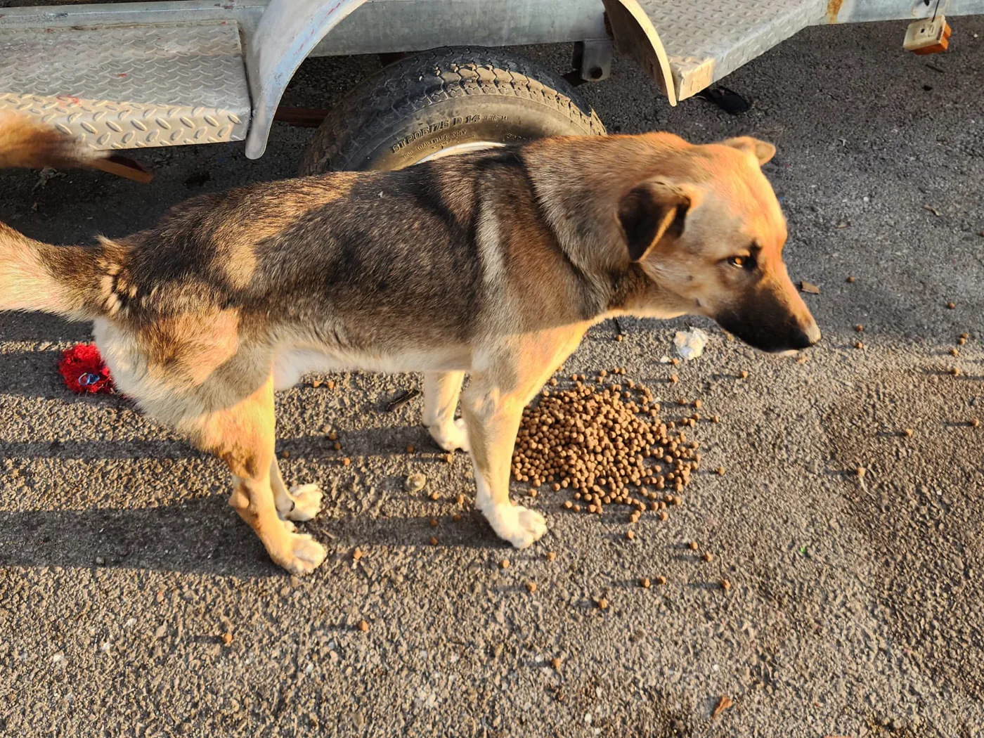 Donate crypto to stray dogs rescue from another country