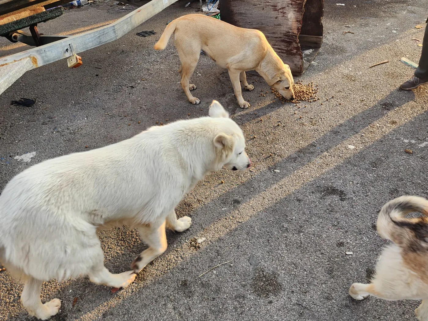 Bitcoin emergency gift for injured dogs spay-neuter