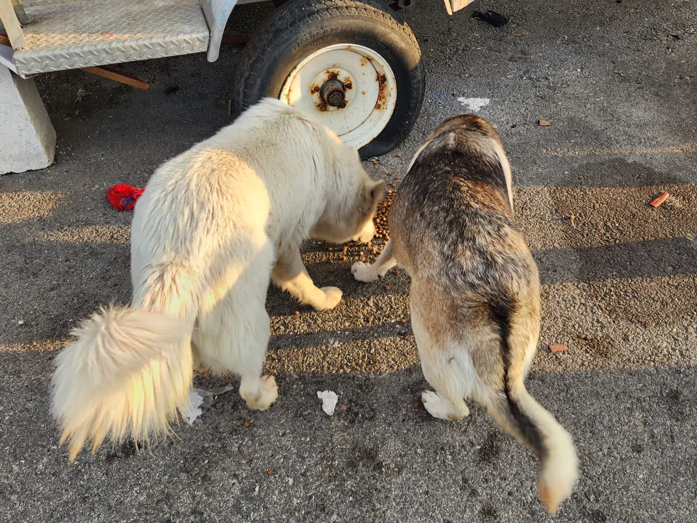 Donate to stray dogs with crypto — field photo