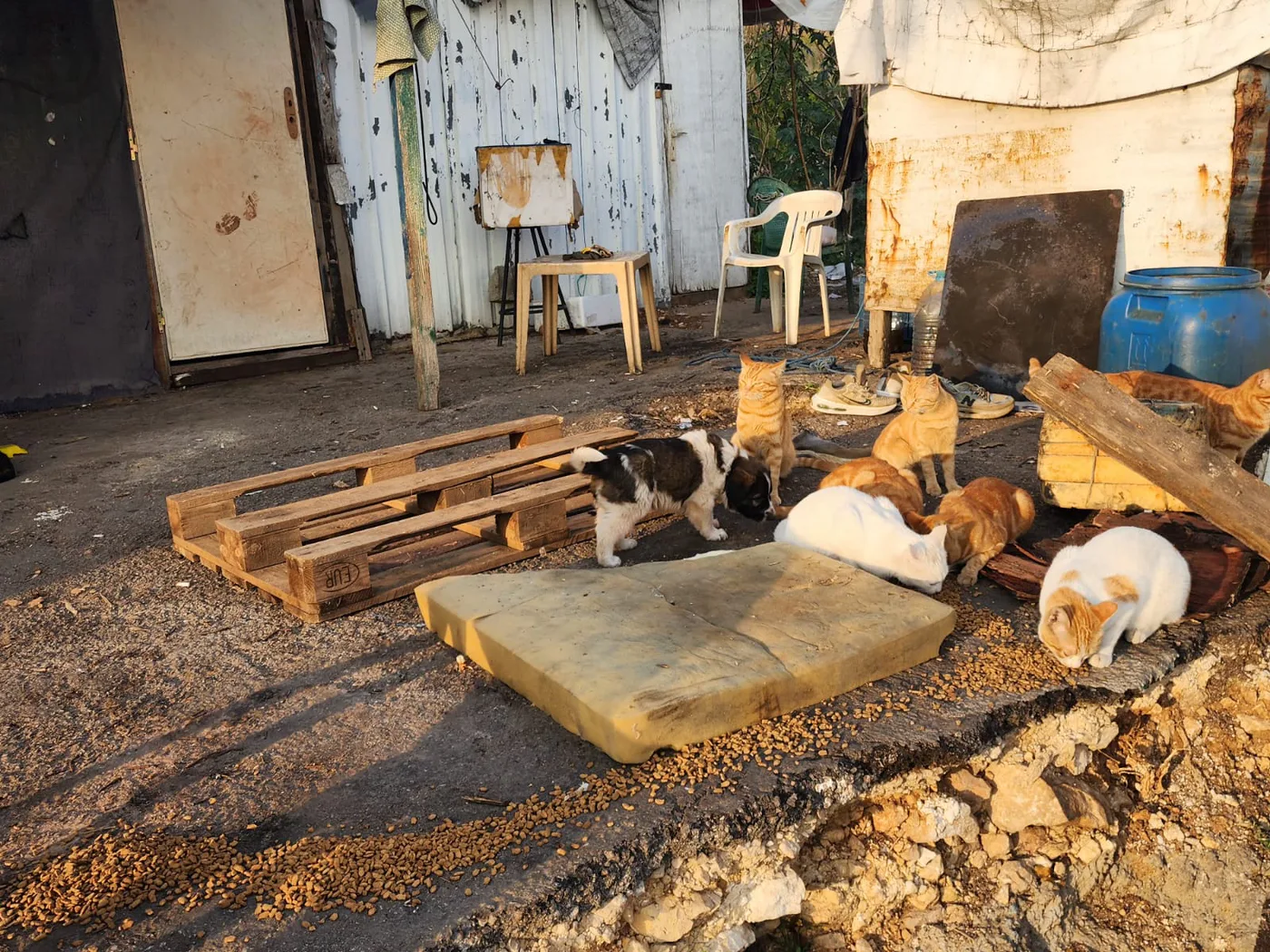 Ethereum emergency gift for injured cats spay-neuter