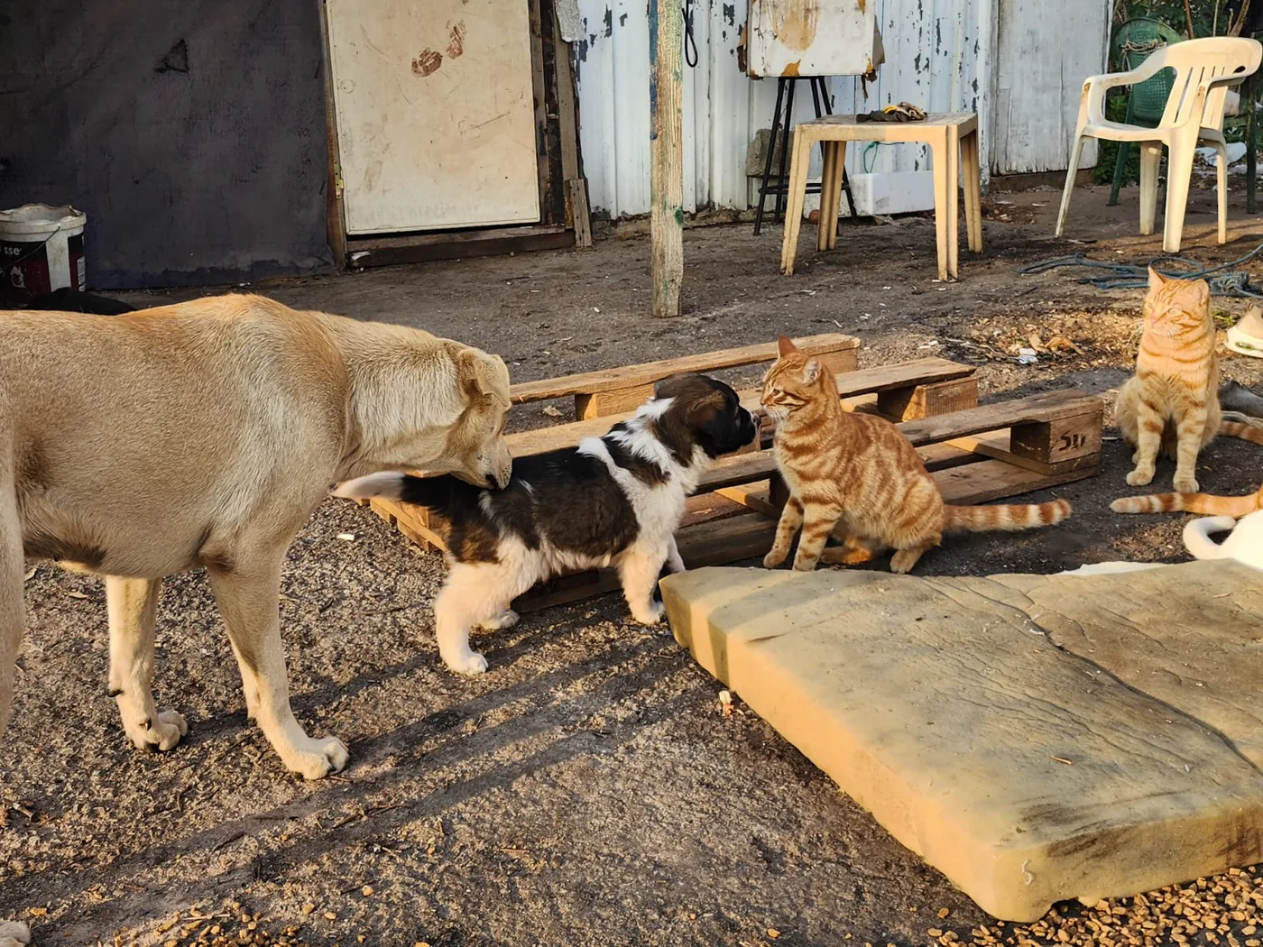 TRX emergency gift for puppies feeding