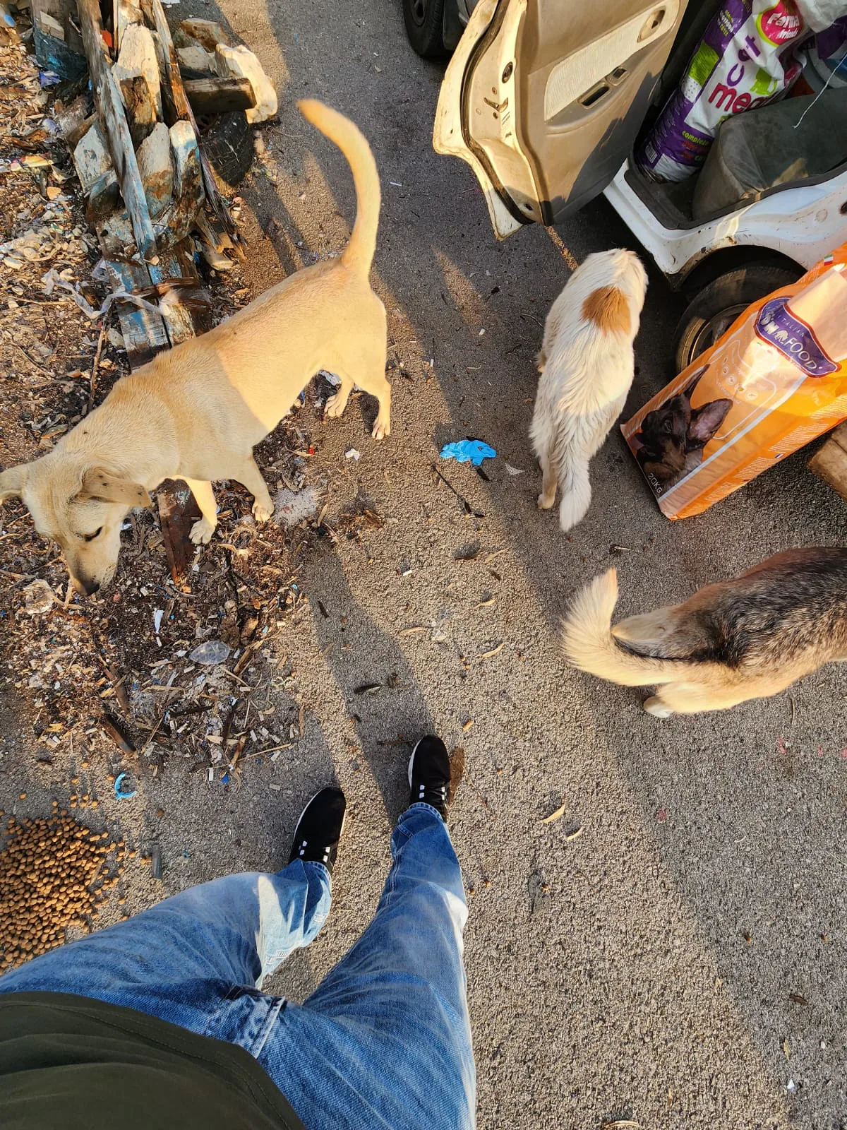 Stray cat or dog helped by donations