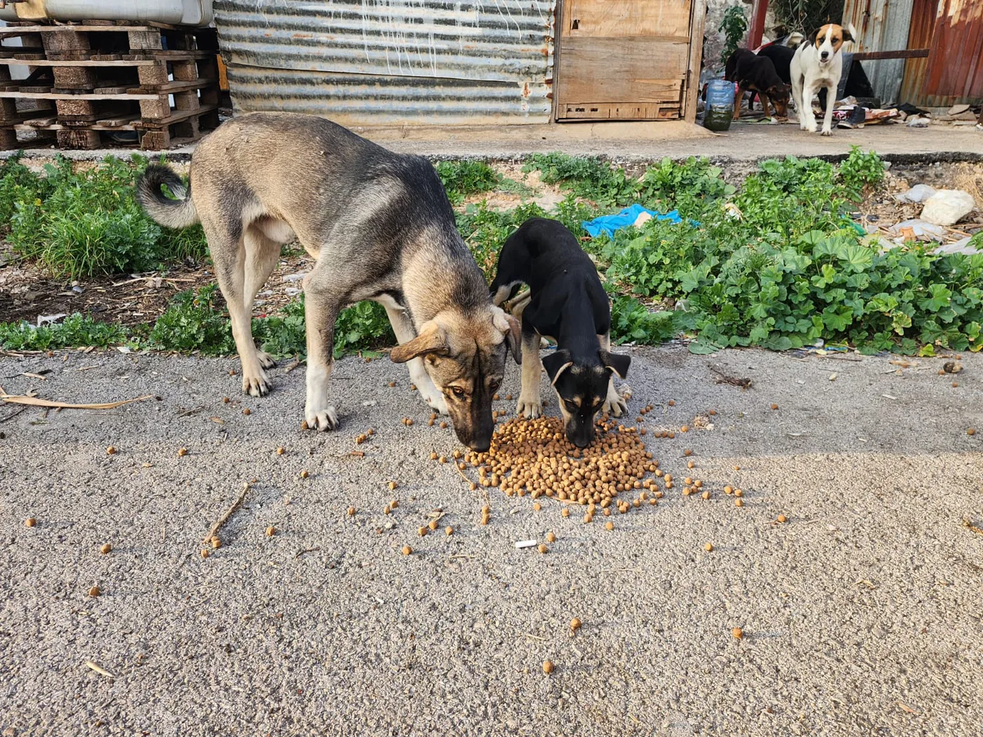 Give a monthly crypto donation to animals — field photo