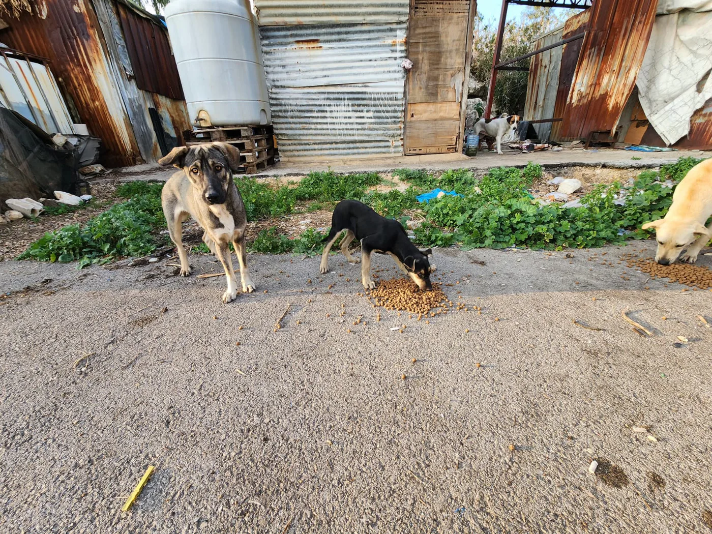 Copy the TRX wallet to help injured dogs with surgery