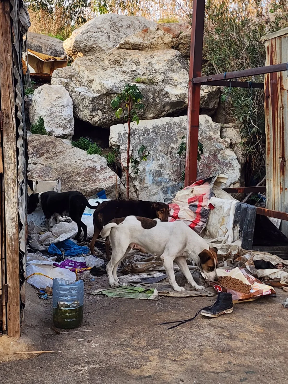Ethereum emergency gift for street animals feeding
