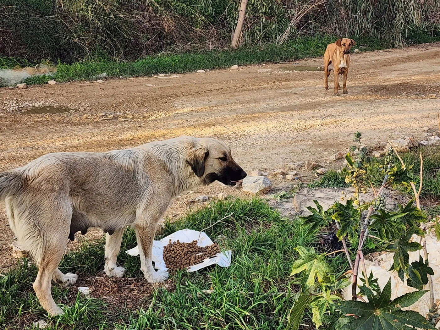 crypto emergency gift for injured dogs feeding