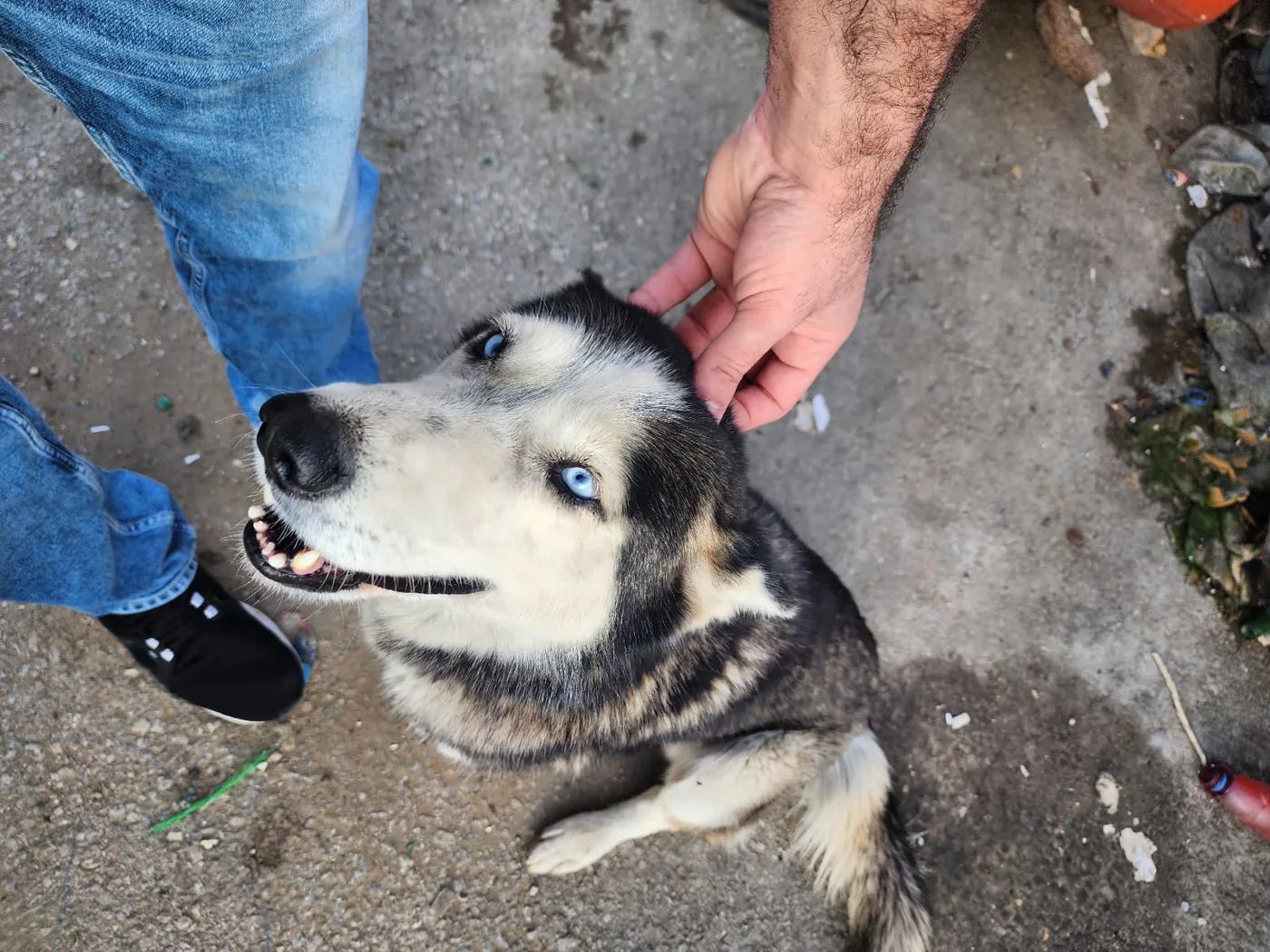 USDT emergency gift for puppies general
