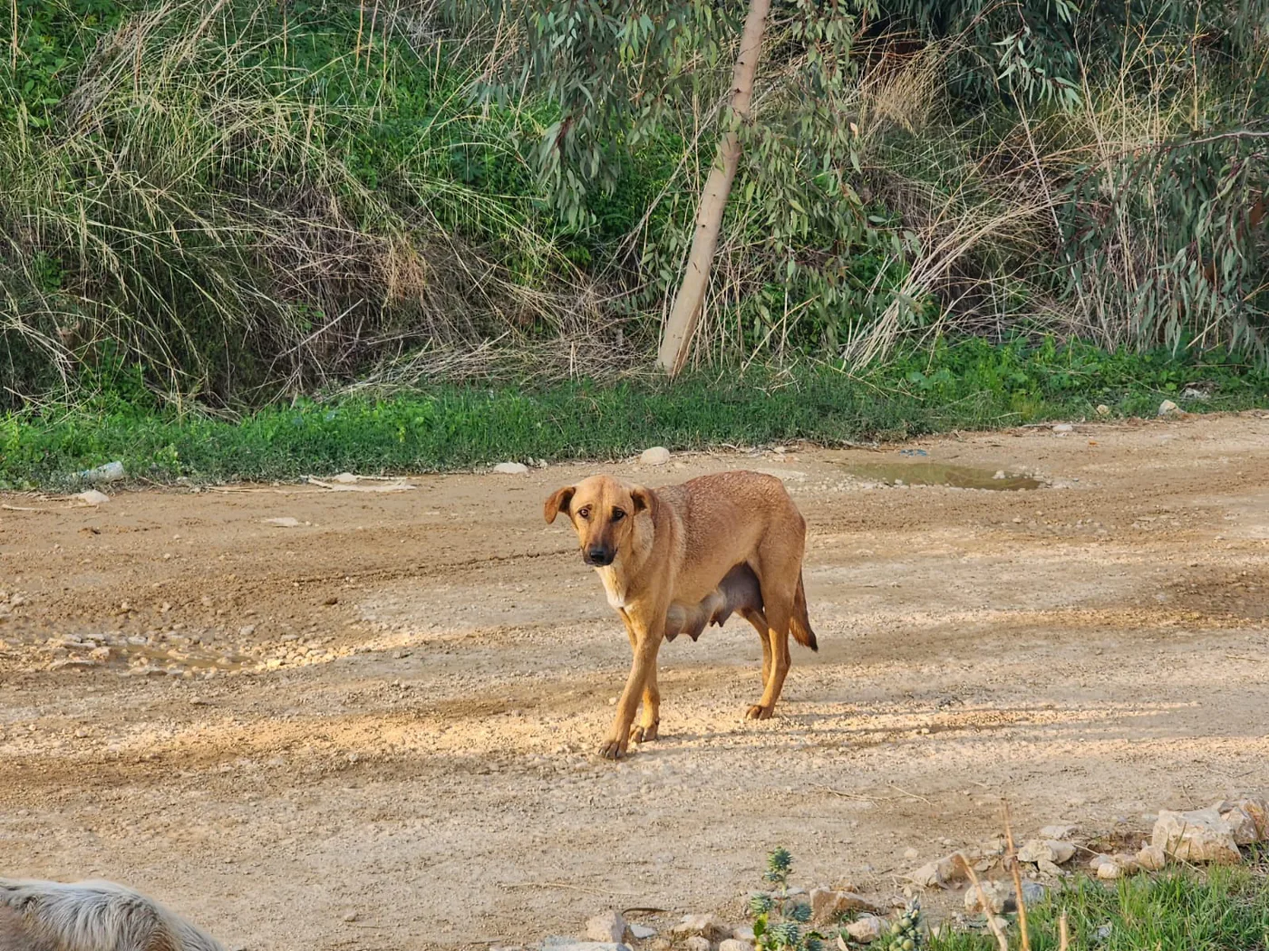 Copy the USDT wallet to help injured dogs with spay-neuter