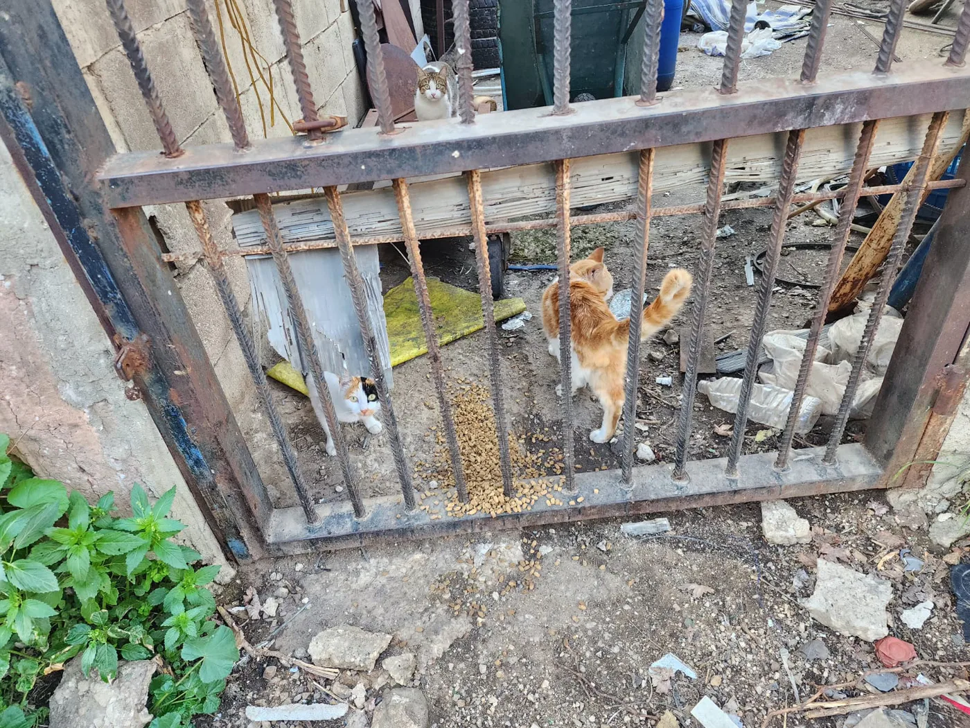 Donate crypto from your phone to stray cats spay-neuter