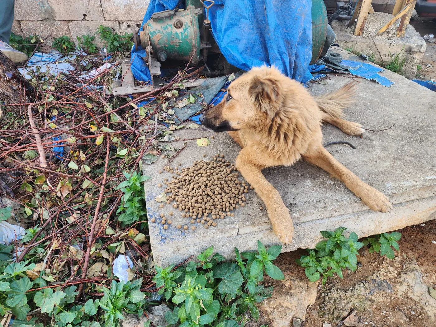 USDC emergency gift for injured dogs general