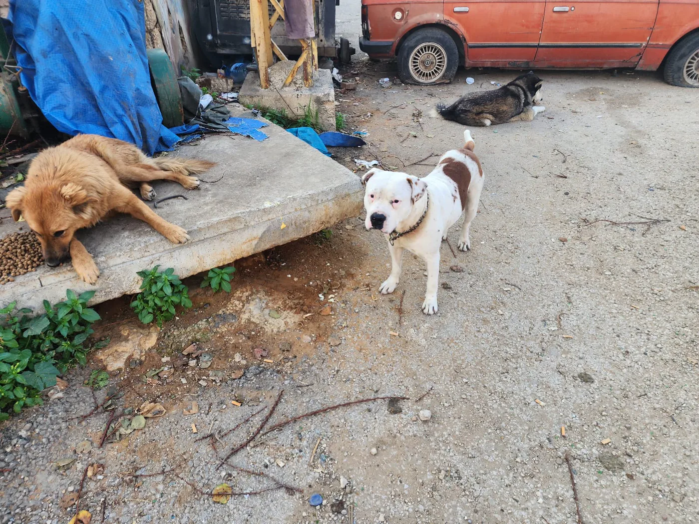 Small USDC donation to rescue for injured dogs