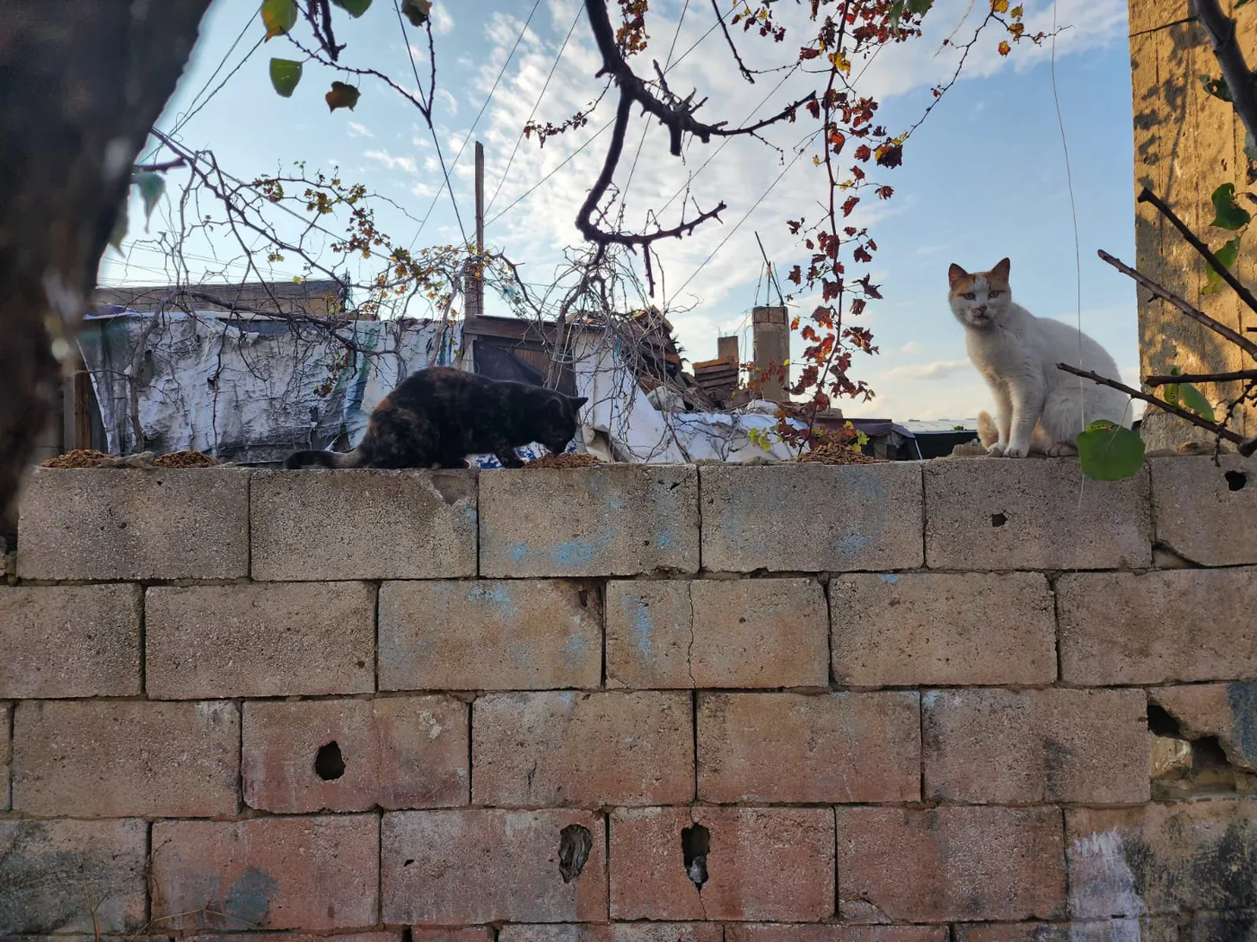 How to donate Ethereum to feeding, rescue, surgery, and spay as needed for stray cats