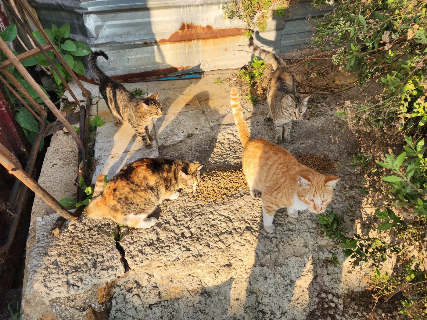 USDC emergency gift for injured cats spay-neuter