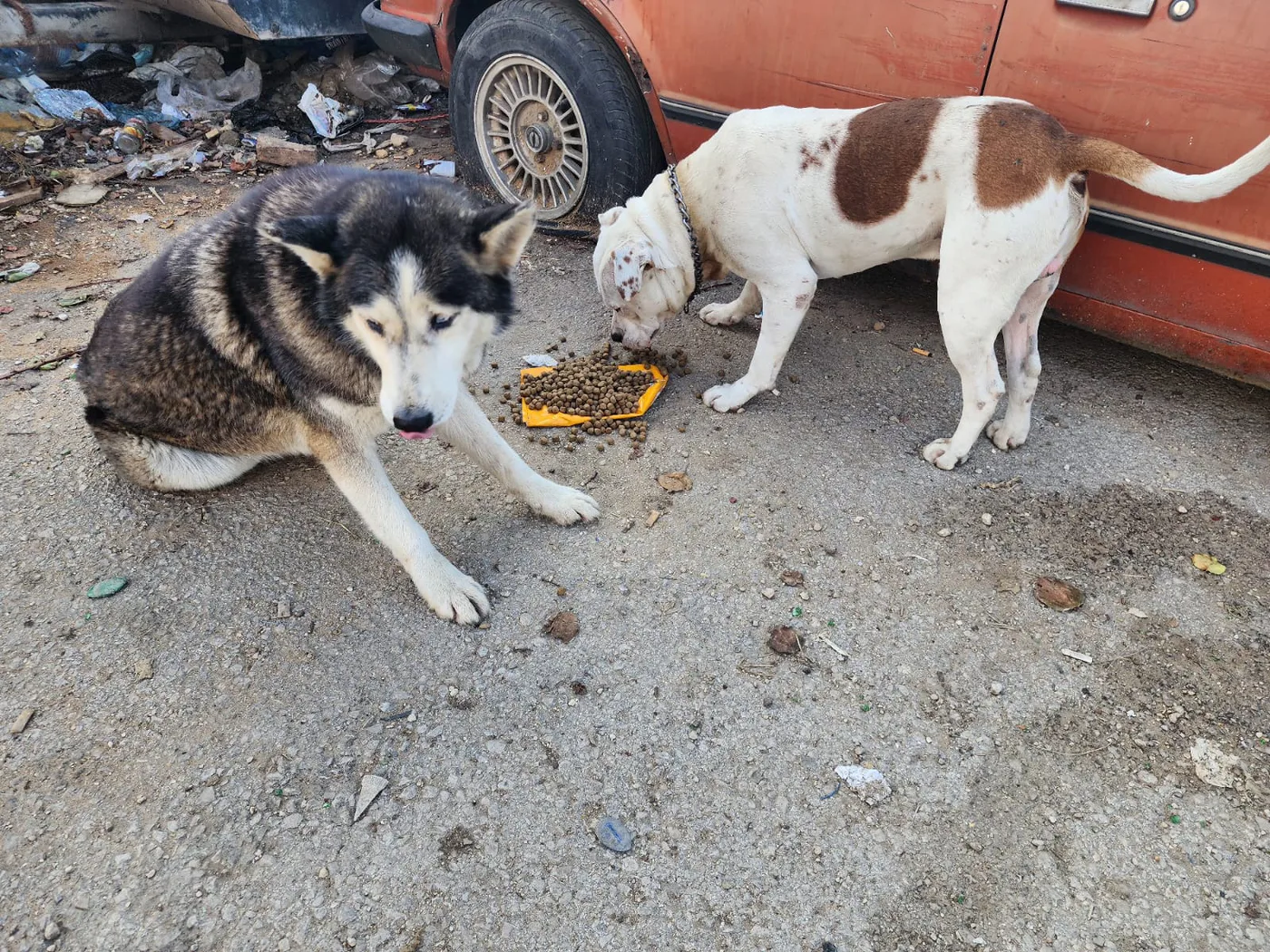 Donate Bitcoin to an animal charity — field photo