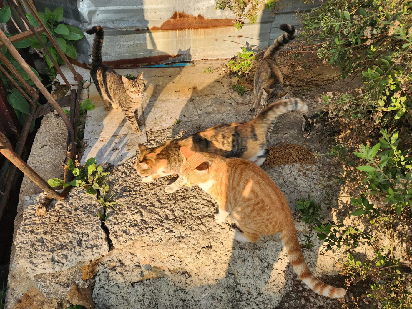 Copy the crypto wallet to help street animals with rescue