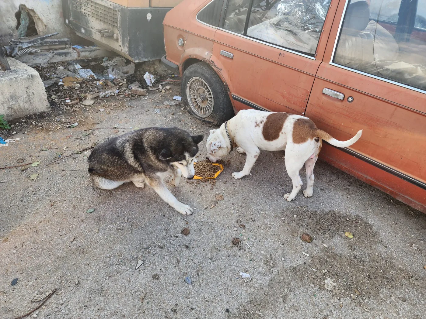 crypto emergency gift for injured dogs spay-neuter